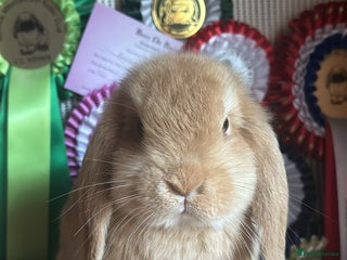 Mini Lop rabbits Vaccinated baby mini lop doe & lion lop buck - Advert 2