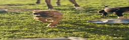 Lurcher dogs for sale: Collie bull greyhounds  - Advert 6