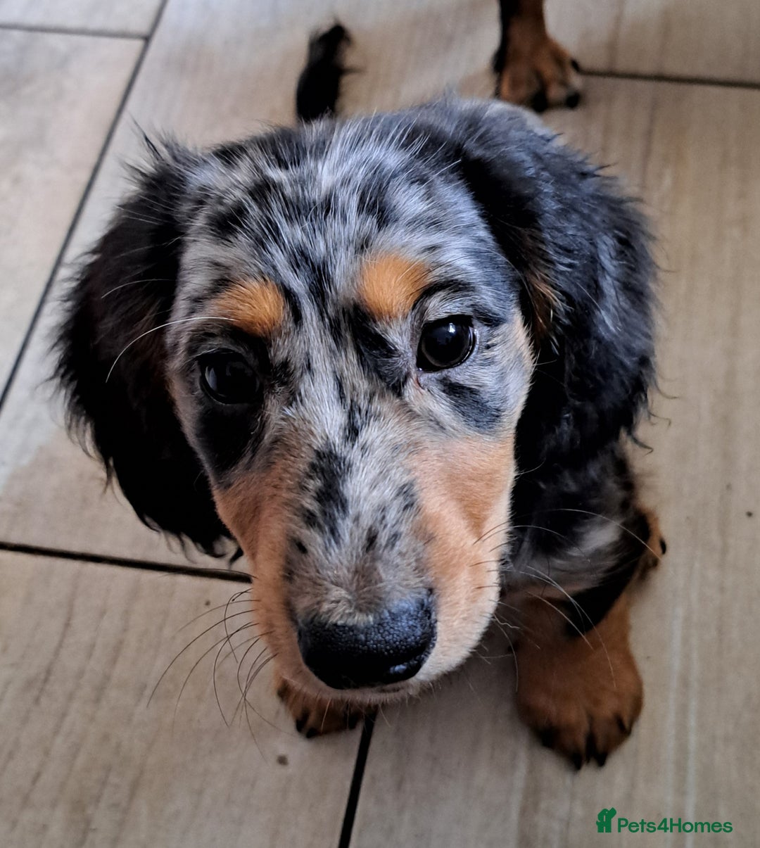 Miniature Dachshund dogs for sale: Just a boy longer coated, healthy Mini Dachshund - Image 29