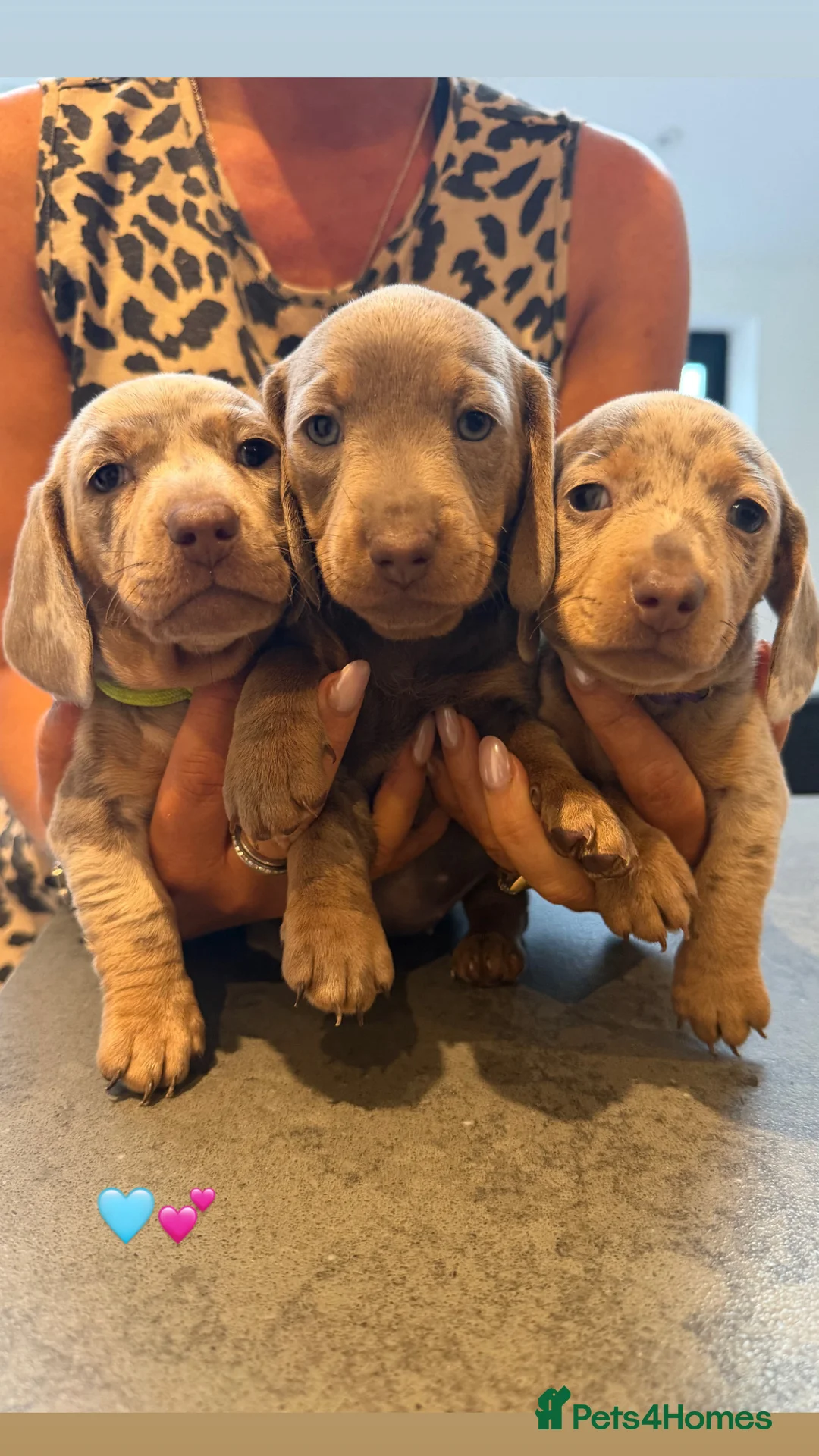 Miniature Dachshund dogs for sale: Miniature Dashund  - Advert 11