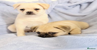 Pug dogs - Advert 1