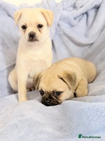 Pug dogs - Advert 3