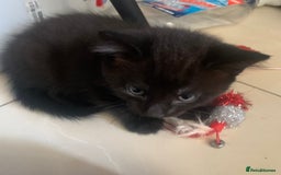 Mixed Breed cats for sale: Kitten for sale  - Image 1