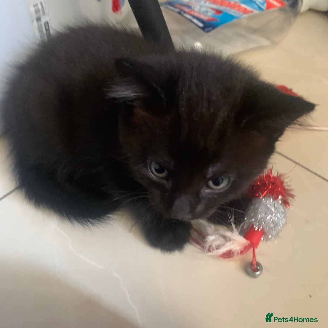 Mixed Breed cats for sale: Kitten for sale  - Image 1