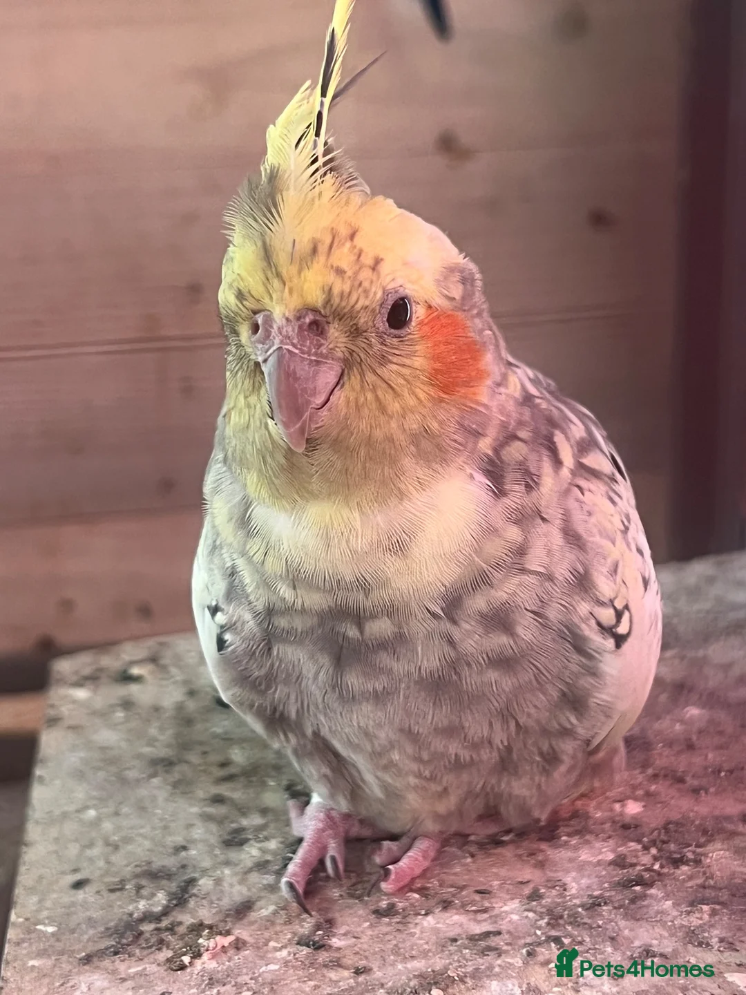 Cockatiels birds for sale: Female healthy cockatiel - Advert 2