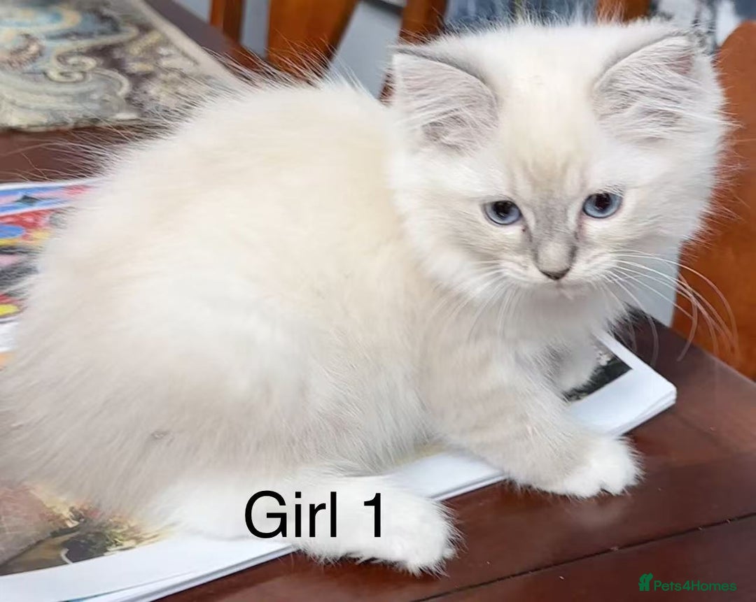 Ragdoll cats for sale: Ragdoll kittens for sale - Advert 4