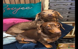 Miniature Dachshund dogs for sale: Miniature Dachshund puppies 7 weeks old  - Image 9