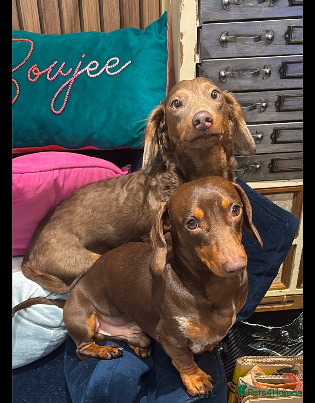 Miniature Dachshund dogs for sale: Miniature Dachshund puppies 7 weeks old  - Image 9