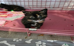 Mixed Breed cats for sale: 4 beautiful moggie girls  - Image 8