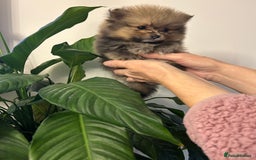 Pomeranian dogs for sale: Kc reg. Show quality 3 Pomeranian girls - Image 27