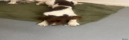 English Springer Spaniel dogs for sale: 8 month old female springer  - Advert 4