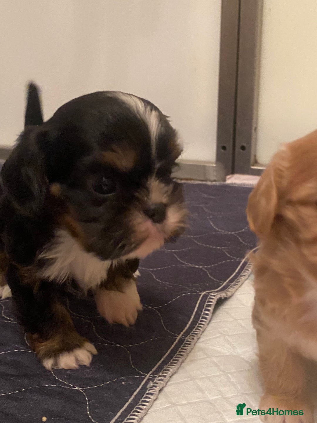 Cava Tzu dogs for sale: Absolutely amazing bundle of cuteness cava - shih - Advert 4