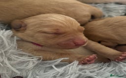 Labrador Retriever dogs for sale: Fox red labradors available now  - Advert 7