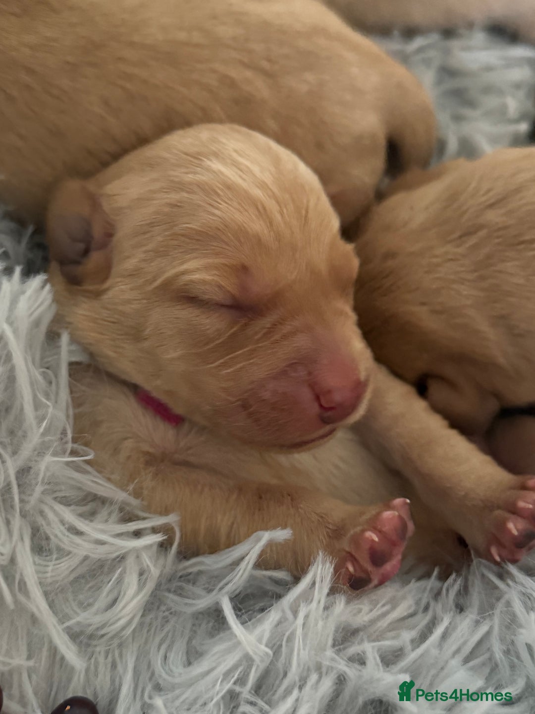 Labrador Retriever dogs for sale: Fox red labradors available now  - Advert 7