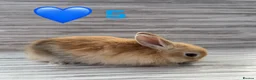 Mixed Breed rabbits for sale: Mixed Bunnies ready June 6th - Advert 7