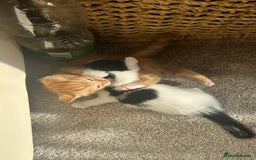 Mixed Breed cats for sale: 5 mixed breed kittens for sale - Image 5