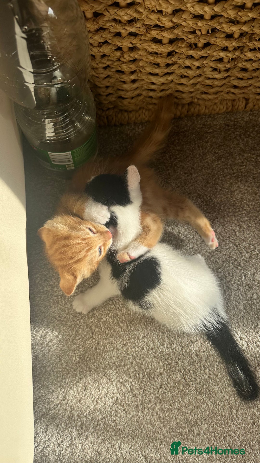Mixed Breed cats for sale: 5 mixed breed kittens for sale - Image 5