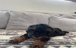 Cavapoo dogs for sale: Cavapoo puppy’s  - Image 4