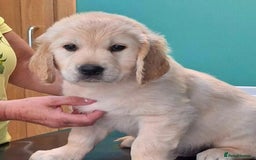 Golden Retriever dogs for stud: Cesarka Golden Retrievers in Conwy - Image 20