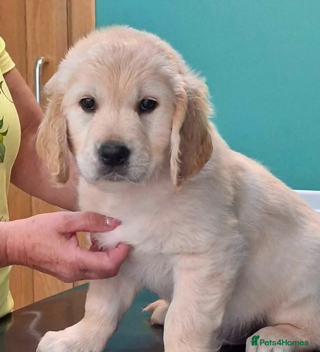 Golden Retriever dogs for stud: Cesarka Golden Retrievers in Conwy - Advert 21