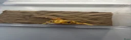 Leopard Gecko reptiles for sale: Leopard Gecko  in Blackwood - Advert 4