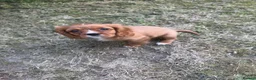 Cavalier King Charles Spaniel dogs for sale: Cutest king charles cavalier puppies - Advert 18
