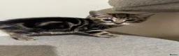 Domestic Shorthair cats for sale: Lovely tabby kittens - Advert 24