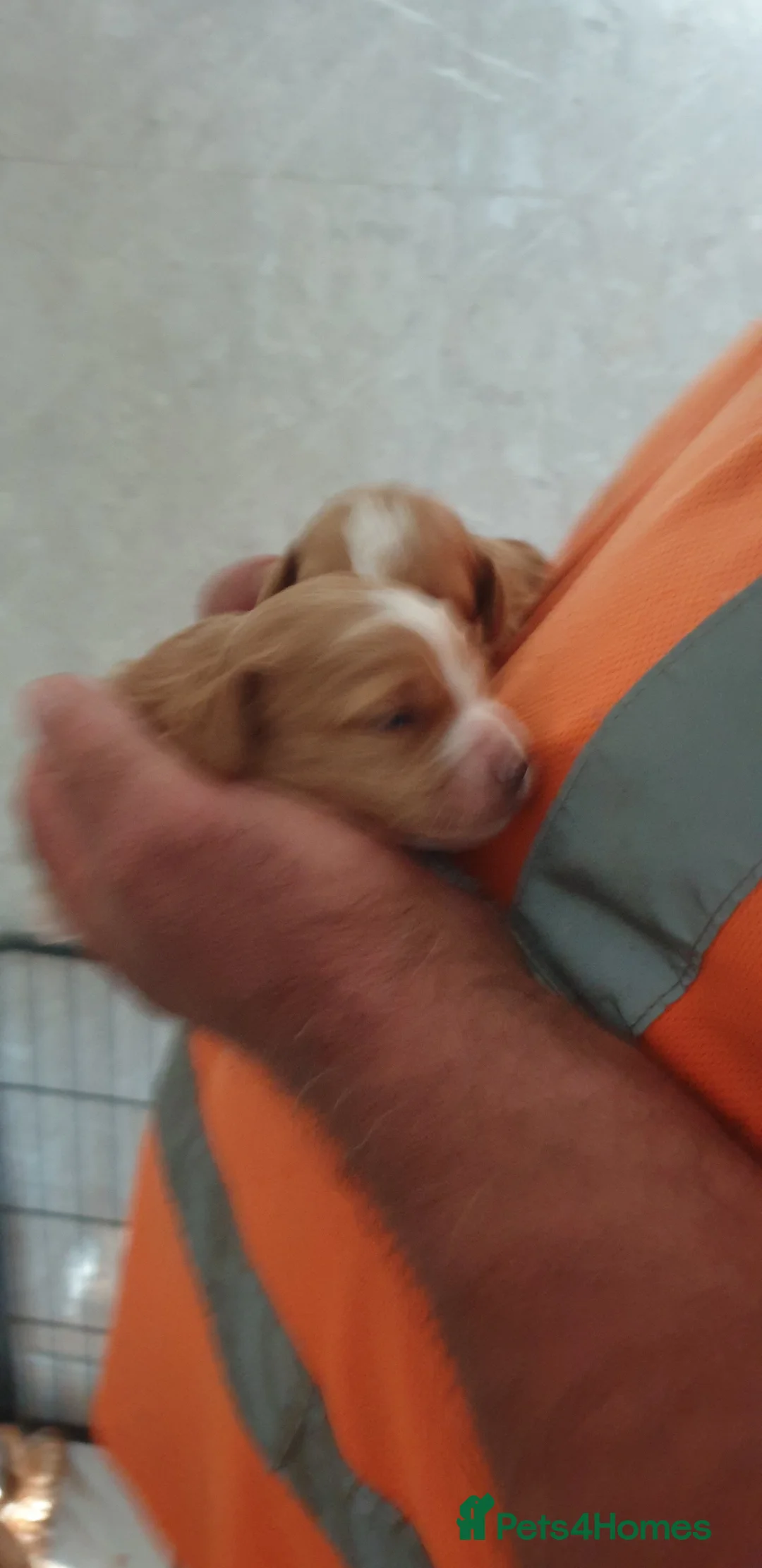 Cockapoo dogs for sale: Beautiful family cockerpoo puppies 2 girls left - Advert 17