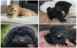 Toy Poodle dogs for sale: Stunning K.C. reg Toy Poodle Puppies - Image 1