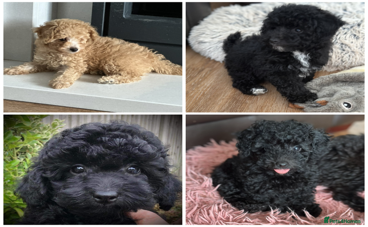 Toy Poodle dogs - Advert 7