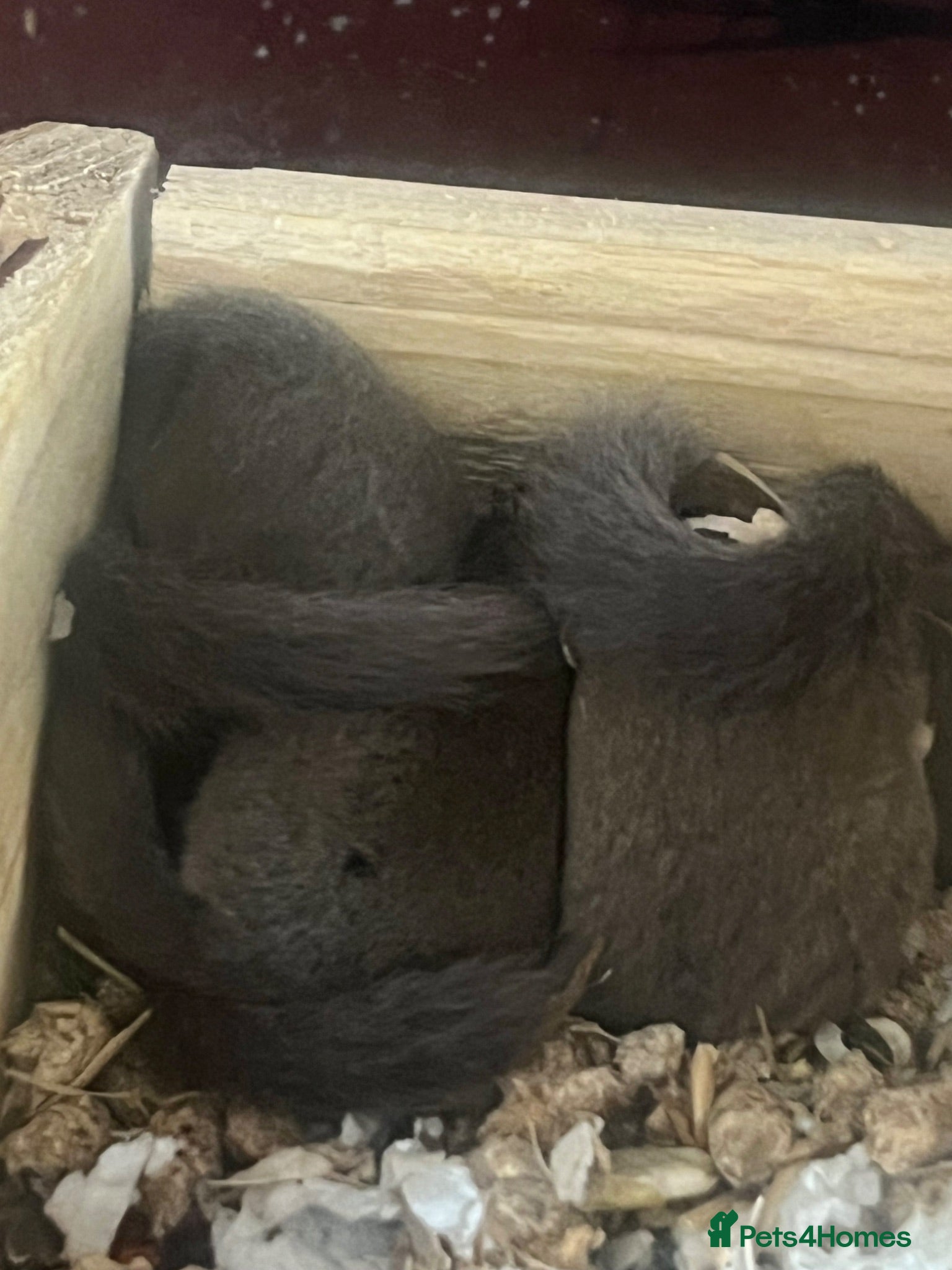 Mouse rodents colony of Pygmy squirrels, Pygmy dormice  - Advert 1