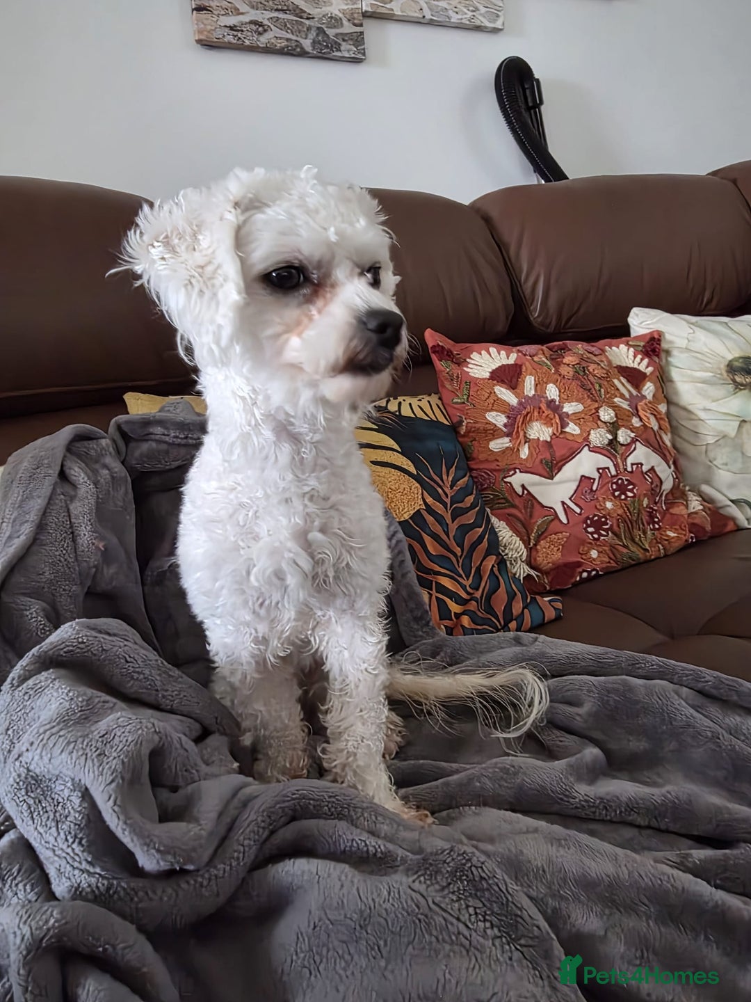 Bichon Frise dogs for sale: Beautiful Female Bichon Frise – Looking for a home - Advert 7