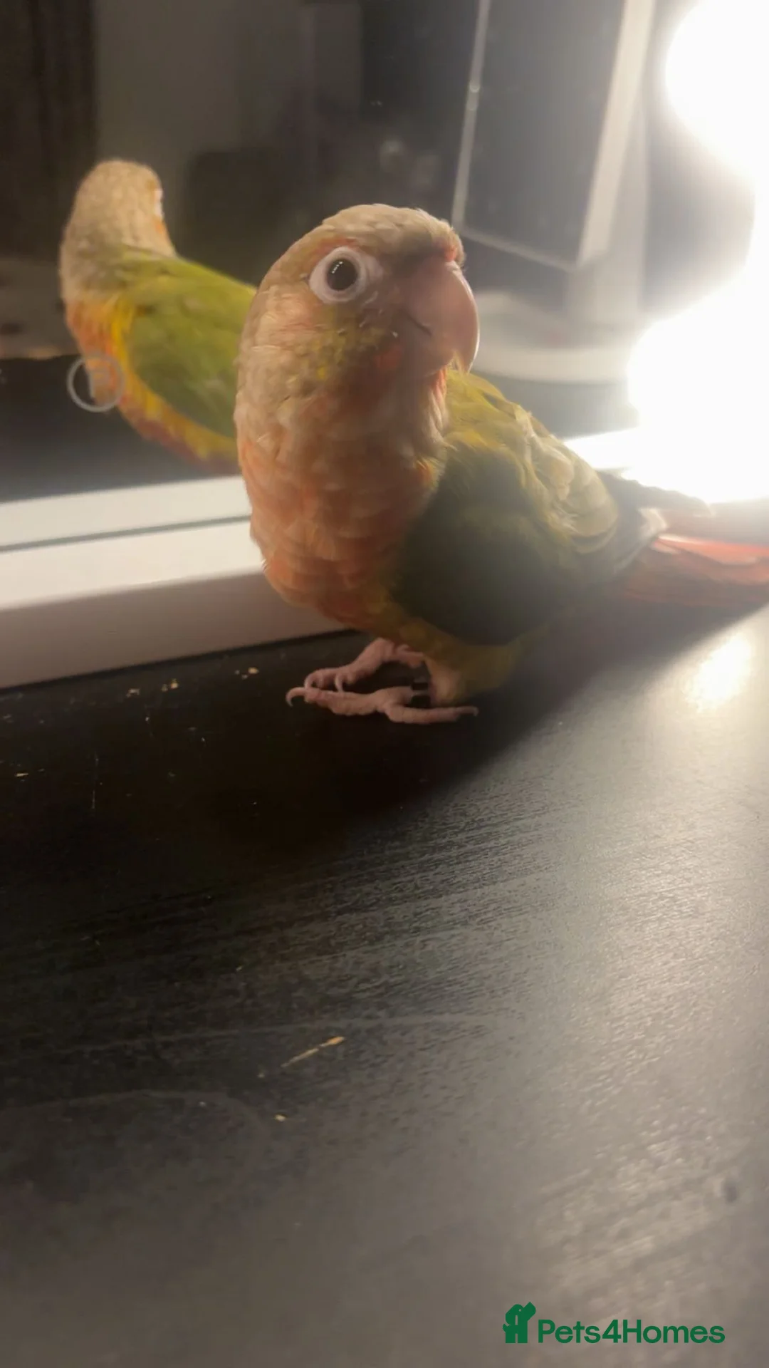 Conures birds for sale: Hand tame pineapple conure - Advert 2