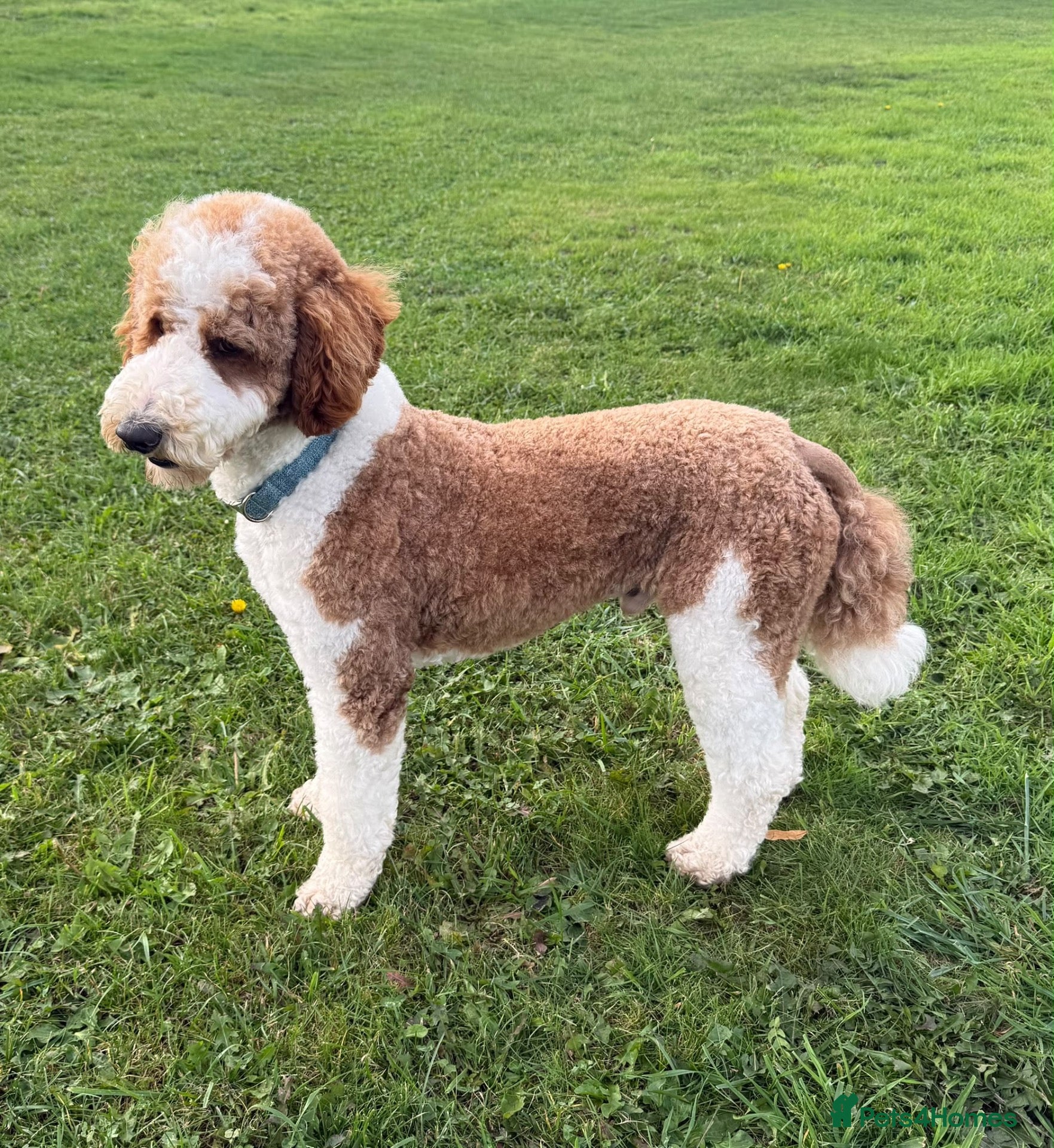 Standard Poodle dogs Red & White Tuxedo Poodle Stud  - Advert 1