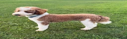 Standard Poodle dogs for stud: Red & White Tuxedo Poodle Stud  - Advert 1