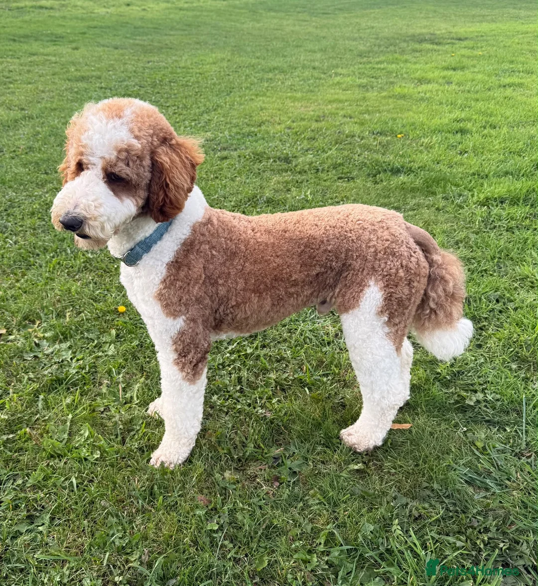Standard Poodle dogs for stud: Red & White Tuxedo Poodle Stud  - Advert 1