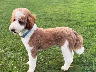 Standard Poodle dogs Red & White Tuxedo Poodle Stud - Advert 1
