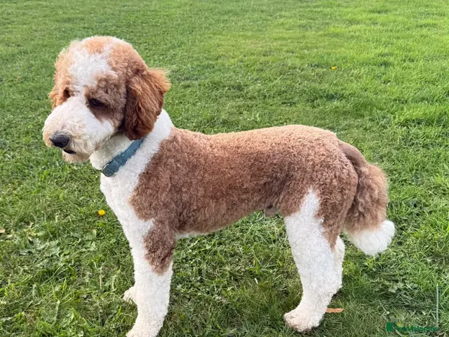 Standard Poodle dogs for stud: Red & White Tuxedo Poodle Stud - Advert 1