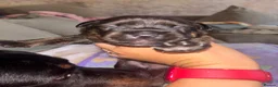 Mixed Breed dogs for sale: Staffordshire X Rottweiler  - Advert 33