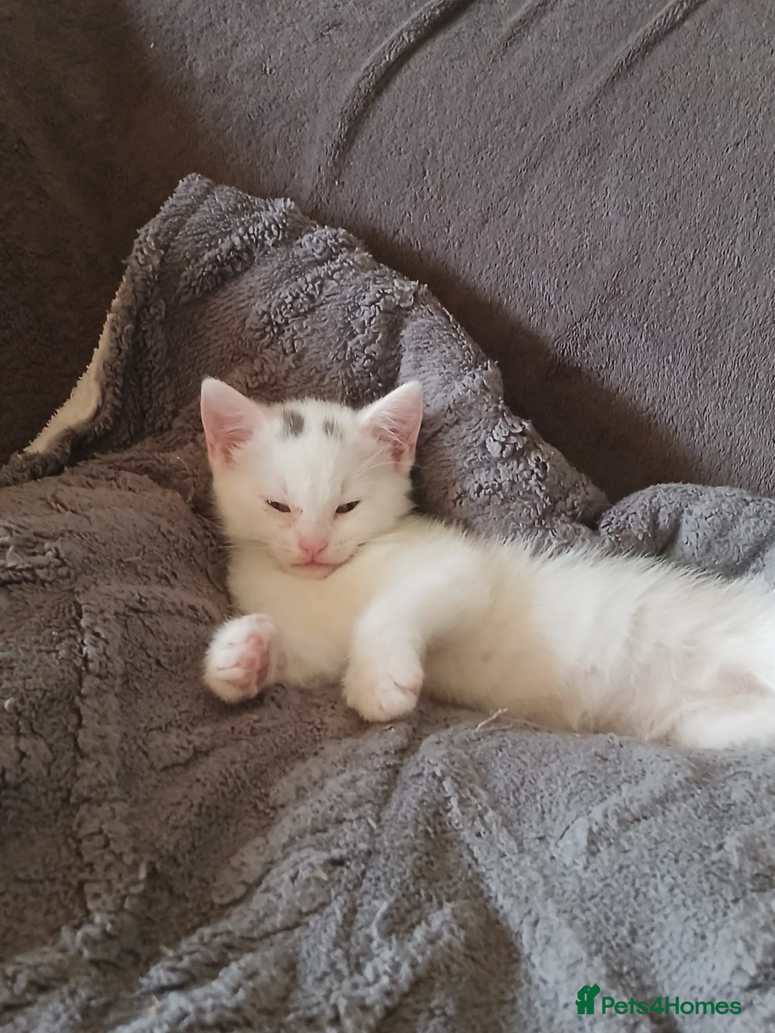 Domestic Shorthair cats Kittens for sale  - Advert 1