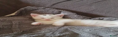 Domestic Shorthair 1