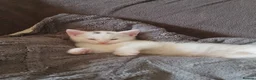 Domestic Shorthair cats for sale: Kittens for sale  - Advert 1