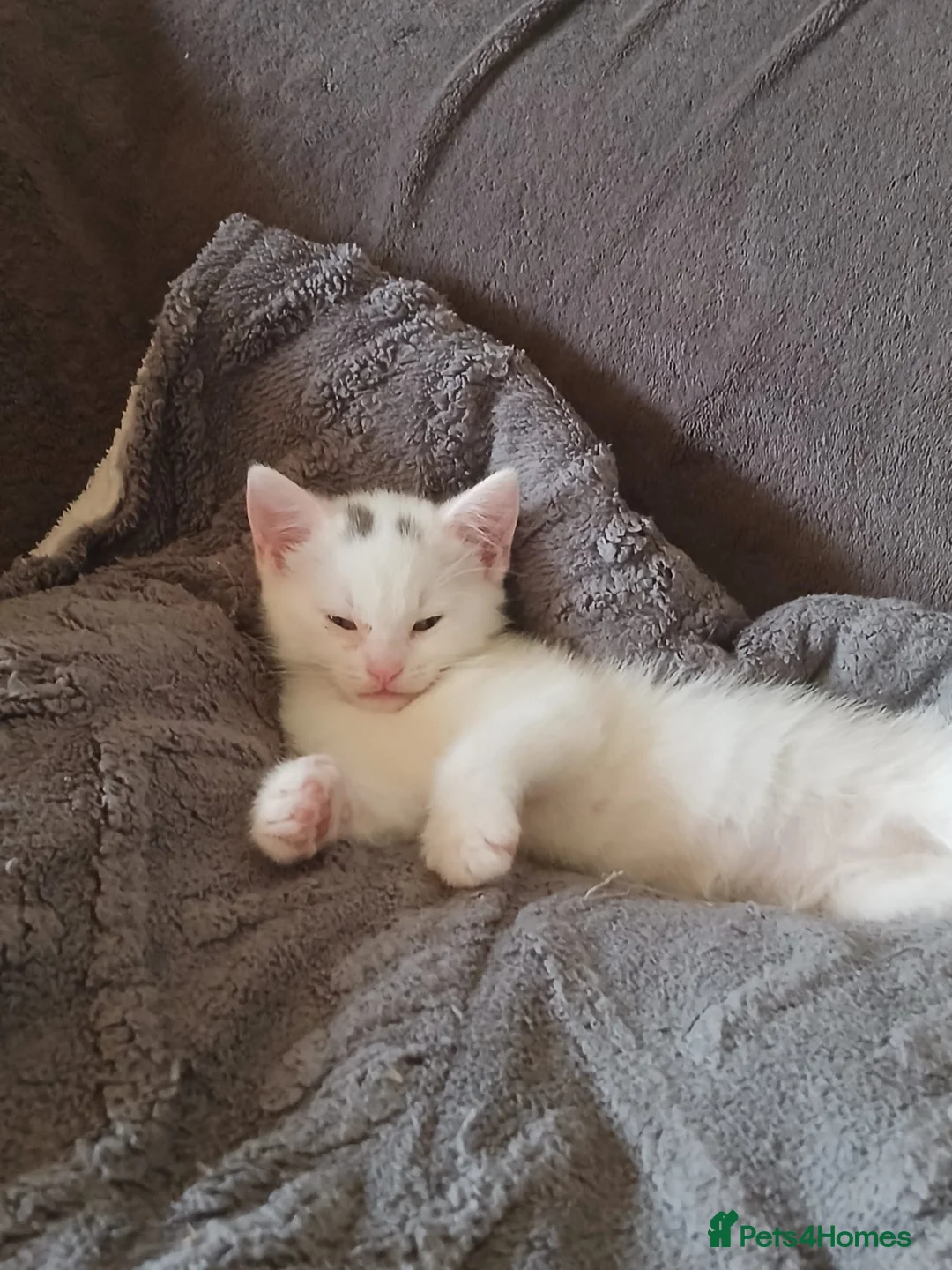Domestic Shorthair cats for sale: Kittens for sale  - Advert 1