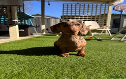 Miniature Dachshund dogs for stud: STUD chocolate dapple and tan miniature dachshund - Image 6