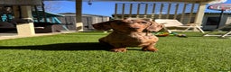 Miniature Dachshund dogs for stud: STUD chocolate dapple and tan miniature dachshund - Advert 6