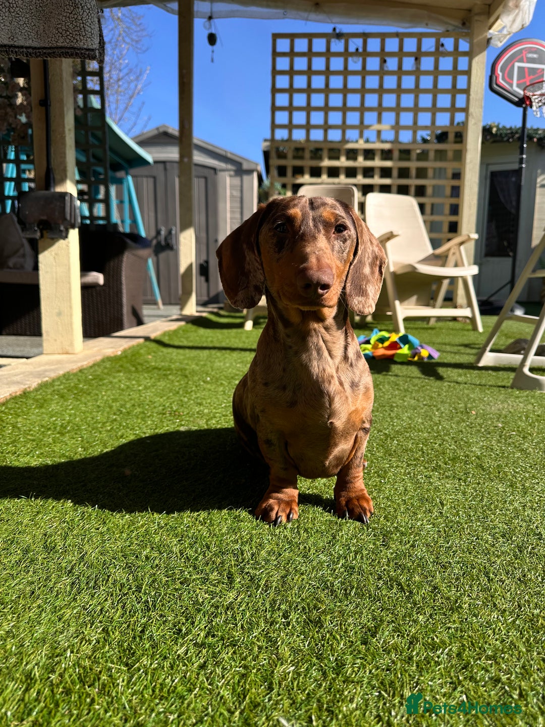 Miniature Dachshund dogs for stud: STUD chocolate dapple and tan miniature dachshund - Image 6