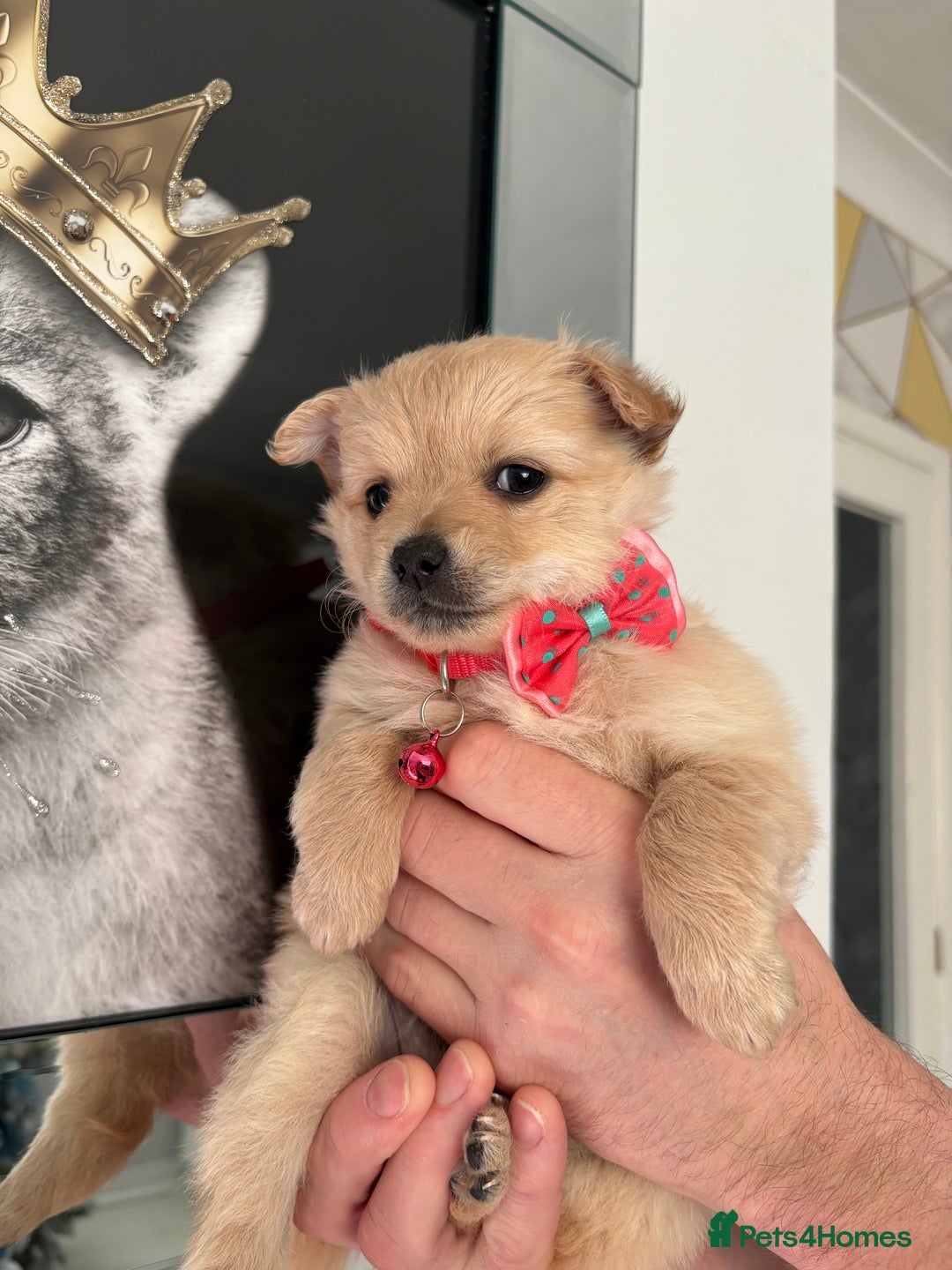 Mixed Breed dogs for sale: Italian volpino x deer head chihuahua puppies  - Advert 6