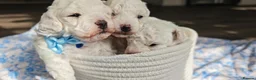 Bichon Frise dogs for sale: Sweet Bichon Frise puppies- Champion Bloodline - Advert 21
