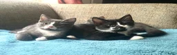 Ragdoll cats for sale: Mum Ragdoll X Dad British blu X - Advert 9