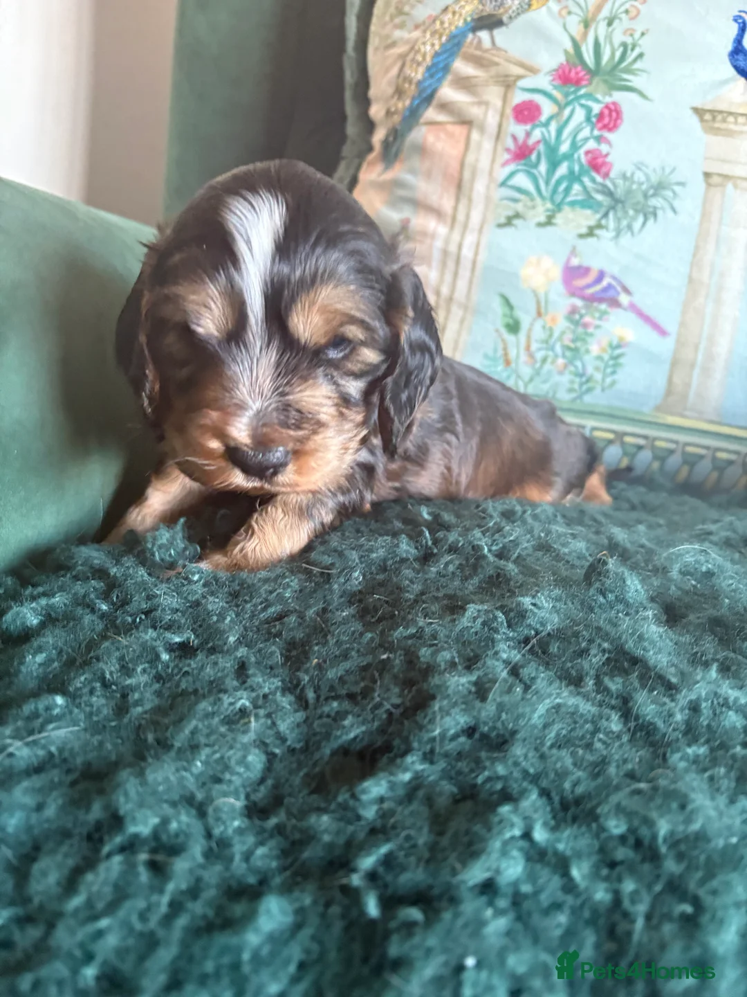Cocker Spaniel dogs for sale: Stunning kc registered show cocker boy available - Advert 4